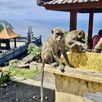 Apen Bali